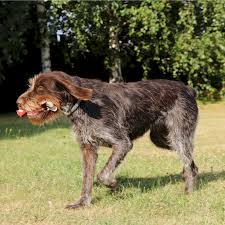 Image result for český fousek stavba těla