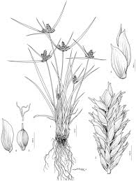 Image result for Pycreus mundtii