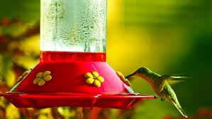 Let the mixture cool completely, then pour into your hummingbird feeder. How To Make Safe Hummingbird Food Critterfacts
