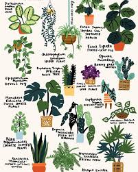 Indoor Plants