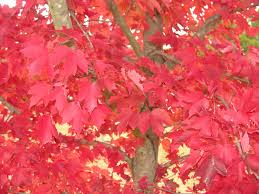 Image result for Coleus lasianthus