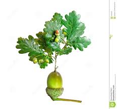 The stately bur oak, native to the midwest, is a great choice as a shade tree and for specimen plantings in parks, spacious yards, and other large areas. Oak Tree Growing From Acorn Tree With Roots Growing Tree Oak Tree