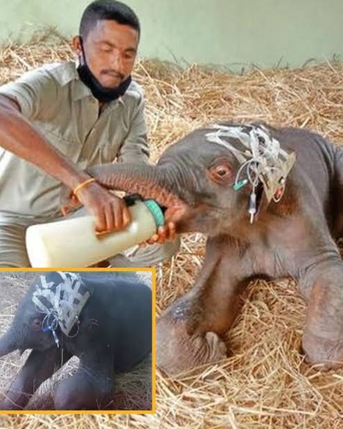 Meet Bani, the brave elephant calf capturing the hearts of netizens! A  touching video shared by @WildlifeSOS on 'X' highlights Bani's incredible  resilience. After a tragic train accident near Corbe