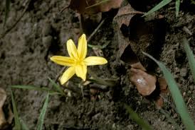 Image result for Curculigo pilosa