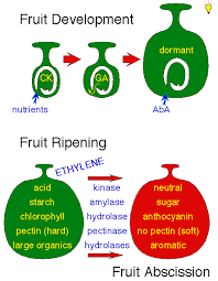 fruit growth and ripening