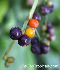Image result for Psychotria bugoyensis