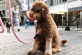 Nationwide® helps you choose the right pet insurance. The Top 10 Pet Insurance Options For 2019 Thestreet