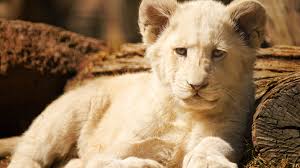 Great prices on white lion pictures. White Lion Cub Front View 1125x2436 Iphone 11 Pro Xs X Wallpaper Background Picture Image