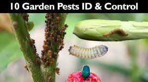 How to get rid of bugs, aphids, spider mites, slugs, sails, larvae, and more things that want to eat your plants, without using pesticides. Garden Insect Control How To Control Garden Pests Without Insecticide Pesticide Gardening Tips Youtube