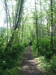 Meet at 9:45 for a 10am start time. Mclane Creek Nature Trail Walk Olympia