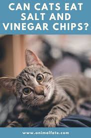 You can eat potato chips, provided you are not allergic to potatoes. Can Cats Eat Salt And Vinegar Chips Crispy Secret Animalfate