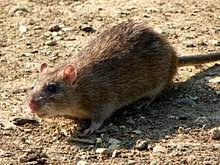 What is the gestation period of a rat? Brown Rat Wikipedia