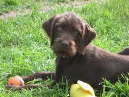 Pudelpointer German Hunting Poodle Hound Dogs Puppy Bird Dogs Cute Dogs Hunting Dogs