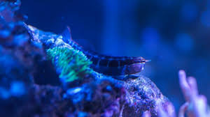 Tortoise town is a family owned and operated turtle and tortoise farm that is proud to sell only healthy captive bred tortoises, box turtles, and aquatic turtles, chameleons, geckos, and iguanas for sale. Petition Appeal The Ban Of Sale Of Fish Medications In Pet Stores Change Org