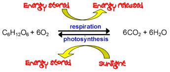 What S The Balanced Equation For Cellular Respiration Quora