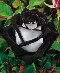 Black Heart White Rose Flower Seeds 20 Seeds Code 369 In 2021 Black Rose Flower Black Garden Rose Seeds
