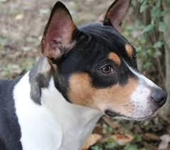 Rat Terrier Puppies Black And Brown Deckers Rat Terrier Rat Terriers Rat Terrier Dogs Terrier