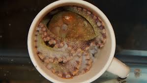 Believe it or not, the largest suction cups, located near the beak of the animal, are even stronger. How Octopuses Taste Things By Touching Science News