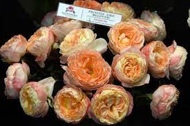 Princess Aiko Beloved Is From Our Princess Japanese Garden Rose Collection And Is Grown Exclusively By Alexandr Rose Garden Japanese Princess Japanese Garden