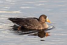 Maybe you would like to learn more about one of these? Greater White Fronted Goose Wikipedia