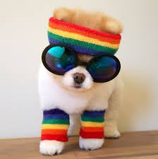 Boo The Dog In Rainbow And Sunglasses Boo Dog Cok Sirin Hayvanlar Kopek