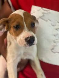 Check spelling or type a new query. Pitbull For Sale In New York Ny 5miles Buy And Sell