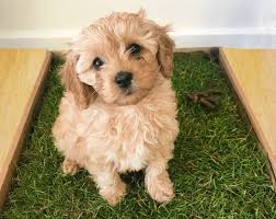 Piddle Patch A Real Grass Toilet Your Dog Will Love Piddle Patch