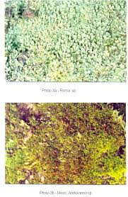 Image result for Lipocarpha atra