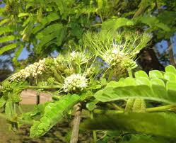 Image result for Albizia adianthifolia