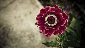 Beautiful Flower For You Cool Love Nice Girls Wallz Nature And Landscapes Hd Wallpaper Wallpaperbetter The flower wallpapers also work well as background pictures for your iphone or android smartphone. cool love nice girls wallz nature