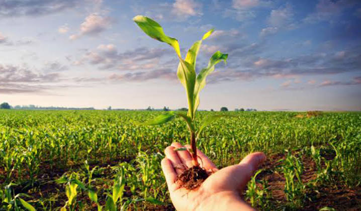 Umbria, agricoltura e innovazione: bando da 6 milioni per progetti pilota