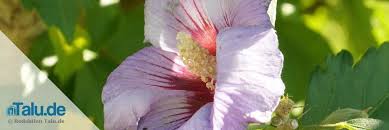 Wenn sie hibiskus im garten anpflanzen möchten, achten sie unbedingt auf eine frostfeste sorte. Der Richtige Standort Fur Hibiskus In Garten Und Zimmer Talu De