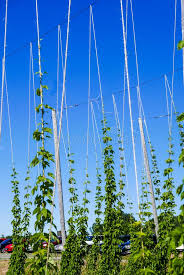 Need a trellis or garden screen? 1 389 Hops Growing Photos Free Royalty Free Stock Photos From Dreamstime