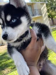 Maybe you would like to learn more about one of these? Pomsky Puppies For Sale Melbourne Fl 351367 Petzlover