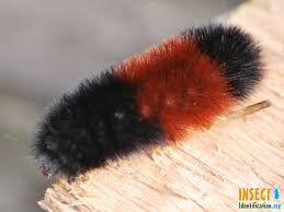 Black And Red Caterpillar Identification Woolly Bear Caterpillar Moth Is Black With A Red Band In At The Waist And Is Covered In Bristles It Used To Insect Identification Wooly Bear Caterpillar Moth