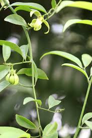 Image result for Artabotrys hexapetalus