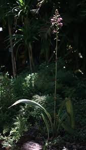 Image result for Eulophia horsfallii