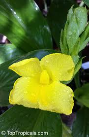 Image result for Siphonochilus
