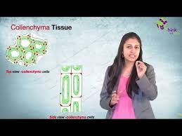 Animal cells are eukaryotic cells enclosed by a cell membrane. Youtube Plant Tissue Tissue Types Biology Plants