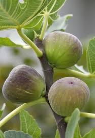 Figuier Genereux Et A L Aise Partout Jardin Fruitier Figuier Jardins