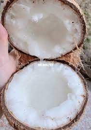 Về hình thái bên ngoài cây và trái của dừa sáp không khác gì so với dừa bình thường. Cay Dá»«a Sap Trung Tam Giá»'ng Cay Xuan KhÆ°Æ¡ng 097 868 7171