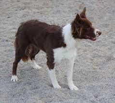 Female Border Collie Cow Dog For Sale For More Information Click On The Image Or See Ad 49568 On Www Ranchworldads Com Cow Dogs Farm Dogs Dogs For Sale