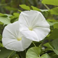 How To Grow Moonflowers Hunker Night Blooming Flowers Moon Flower Moonflower Vine