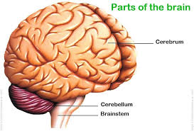 Human Brain For Kids The Brain Human Brain Facts Human Body Facts In 2020 Human Brain Facts Human Body Facts Brain Facts