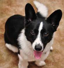Introducing The Borgi An Adorable Loving Border Collie Corgi Mix How To Train Your Dog Border Collie Corgi Mix Corgi Mix Puppies Corgi Mix