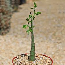 Image result for Adenia