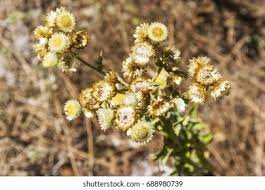Image result for Helichrysum foetidum