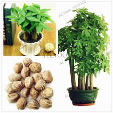 1x money tree seeds plants combesia crassula ovata bonsai garden decor bulliarda. Pachira Macrocarpa Garden True Bonsai Tree Flores Pachira Money Tree Plant Plantas 2 Pcs Pack Buy At The Price Of 0 36 In Aliexpress Com Imall Com