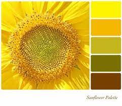 Un Primer Plano De Fondo De Un Girasol En Una Paleta De Colores Con Muestras De Color De Cortesia Muestras De Color Paleta De Colores Fondos De Colores