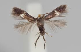 Image result for Stigmella paradoxa